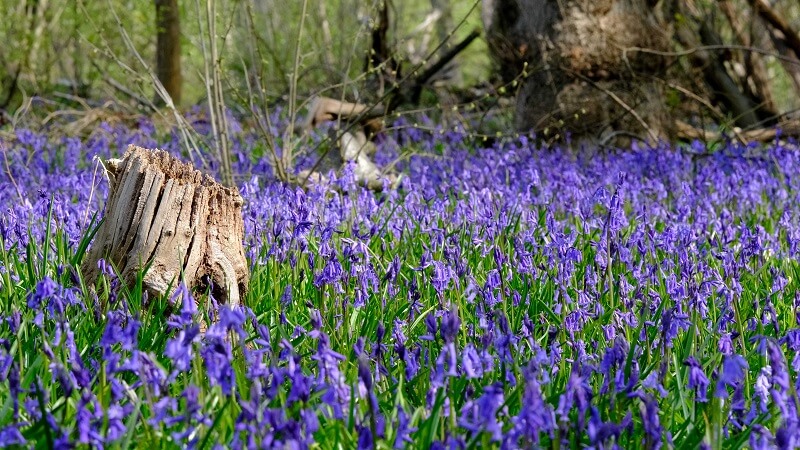 Bluebells.JPG