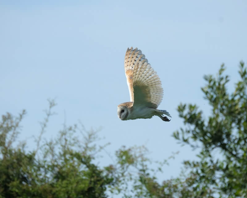 Barn Owl.jpg